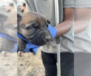 Mutt Dogs for adoption in Houston, TX, USA