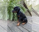 Small #12 Doberman Pinscher
