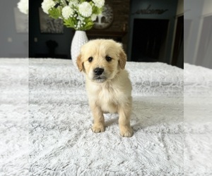 Mi-Ki Puppy for sale in GREENFIELD, IN, USA