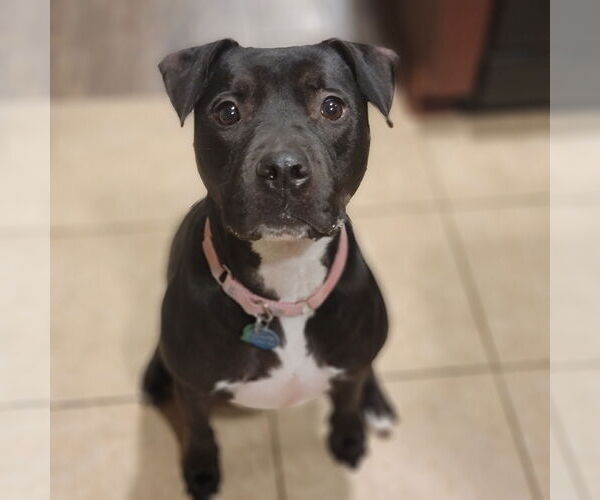 Medium Photo #15 American Staffordshire Terrier-Unknown Mix Puppy For Sale in Rosenberg, TX, USA
