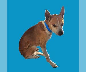 Chihuahua Dogs for adoption in Bakersfield, CA, USA