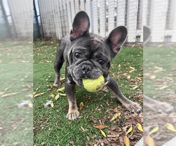 Medium Photo #3 French Bulldog Puppy For Sale in Fremont, CA, USA