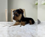 Small Yorkshire Terrier