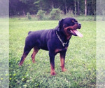 Small Photo #17 Rottweiler Puppy For Sale in VONORE, TN, USA
