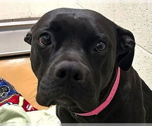 American Staffordshire Terrier Dogs for adoption in Lake Forest, CA, USA