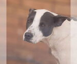 Small #3 Mutt
