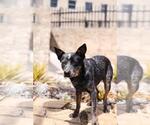 Small Photo #12 Mutt Puppy For Sale in Rockwall, TX, USA