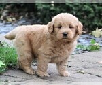 Small Photo #9 Labradoodle Puppy For Sale in SYRACUSE, IN, USA