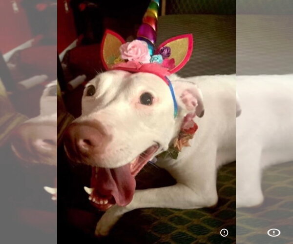 Medium Photo #5 Staffordshire Bull Terrier Puppy For Sale in Orlando, FL, USA