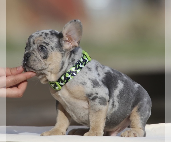 Medium Photo #4 French Bulldog Puppy For Sale in PHILLIPS RANCH, CA, USA