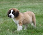 Small Photo #6 Saint Bernard Puppy For Sale in FREDERICKSBG, OH, USA