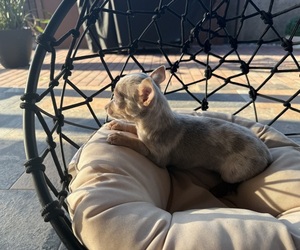 Chihuahua Puppy for sale in WEBSTER, FL, USA