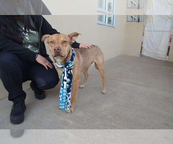 Medium Photo #3 Mutt Puppy For Sale in McKinney, TX, USA