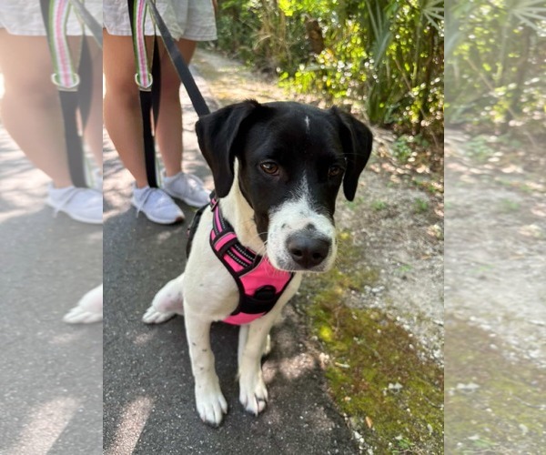 Medium Photo #7 Mutt Puppy For Sale in Sanford, FL, USA