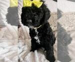 Small Photo #5 Sheepadoodle Puppy For Sale in FONTANA, CA, USA