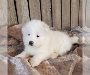 Samoyed Puppy for sale in WITHEE, WI, USA