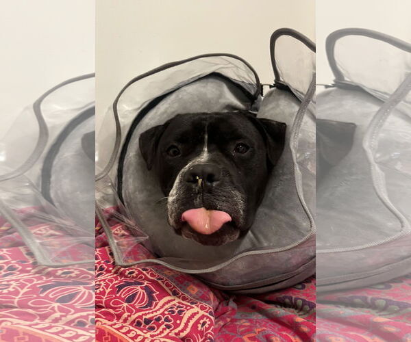 Medium Photo #6 Mutt Puppy For Sale in Crete, IL, USA