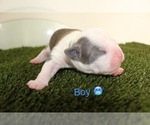 Small Photo #4 American Bully Puppy For Sale in BALTIMORE, MD, USA
