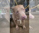 Small American Staffordshire Terrier Mix