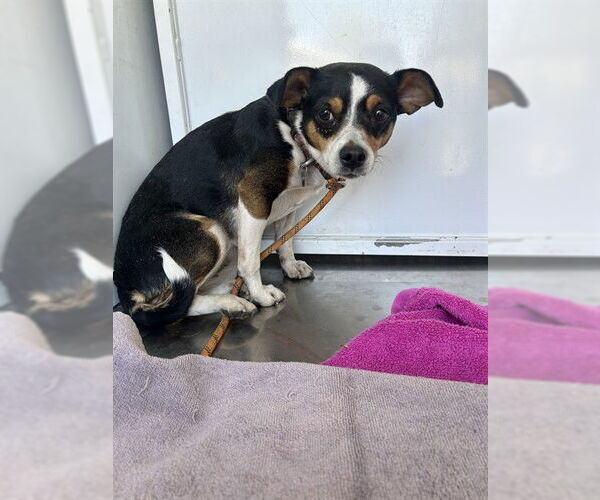 Medium Photo #1 Mutt Puppy For Sale in Stockton, CA, USA