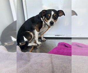 Mutt Dogs for adoption in Stockton, CA, USA