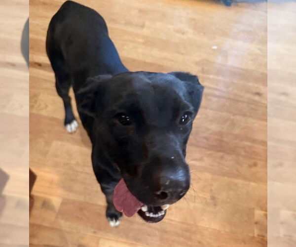 Medium Photo #23 Labrador Retriever-Unknown Mix Puppy For Sale in Rustburg, VA, USA