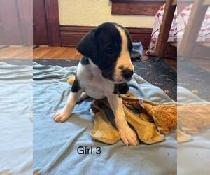 Great Dane Puppy for sale in RUSSELL, IA, USA