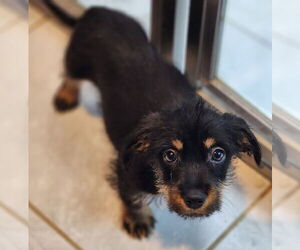 Basset Hound-Unknown Mix Dogs for adoption in Walnutport, PA, USA