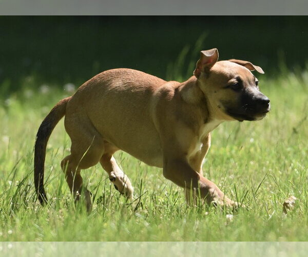 Medium Photo #1 Shepradors Puppy For Sale in Mechanicsburg, PA, USA