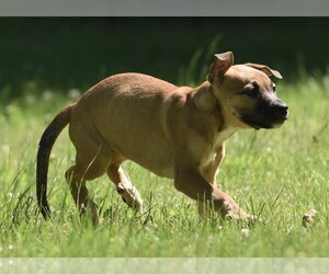 Shepradors Dogs for adoption in Mechanicsburg, PA, USA