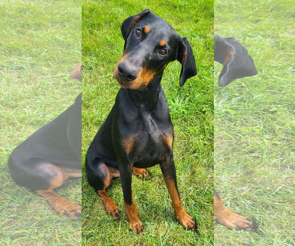 Medium Photo #2 Doberman Pinscher Puppy For Sale in Minneaoplis, MN, USA