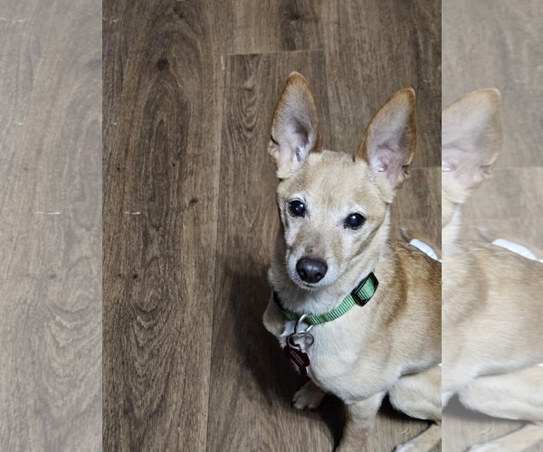 Medium Photo #2 Chihuahua-Unknown Mix Puppy For Sale in Farmington, MN, USA