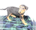 Small Photo #8 Airedale Terrier Puppy For Sale in VERONA, MO, USA
