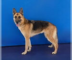 Small Photo #2 German Shepherd Dog Puppy For Sale in Pasadena, CA, USA