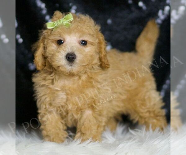Medium Photo #72 Maltipoo (Miniature) Puppy For Sale in WARSAW, IN, USA