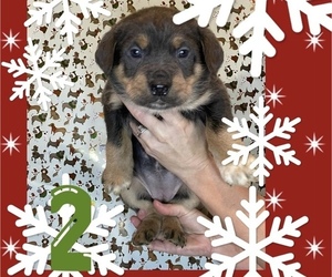 Cane Corso Puppy for sale in TAYLORSVILLE, KY, USA