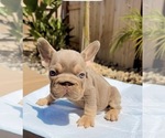 Coco - Female French Bulldog Puppy for Sale - Photo #2