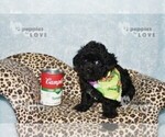 Small #8 Poodle (Toy)