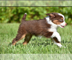 Small #5 Miniature Australian Shepherd