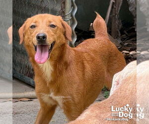 Medium Golden Labrador