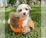 Puppy Ozzy Miniature Australian Shepherd