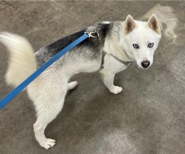 Medium Photo #3 Huskies -Unknown Mix Puppy For Sale in Columbus, IN, USA