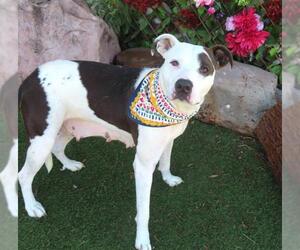 American Pit Bull Terrier-Unknown Mix Dogs for adoption in Oklahoma City, OK, USA
