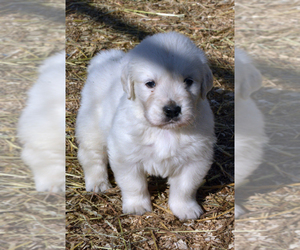English Cream Golden Retriever Puppy for sale in NEWVILLE, PA, USA