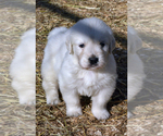 Small Photo #1 English Cream Golden Retriever Puppy For Sale in NEWVILLE, PA, USA