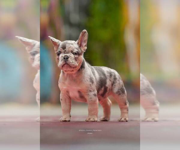 Medium Photo #1 French Bulldog Puppy For Sale in COCOA, FL, USA