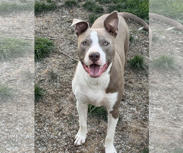Medium Photo #4 American Pit Bull Terrier-Unknown Mix Puppy For Sale in Germantown, OH, USA