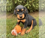 Small Photo #6 Rottweiler Puppy For Sale in MIDDLEBURY, IN, USA