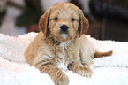 Small #1 Goldendoodle (Miniature)