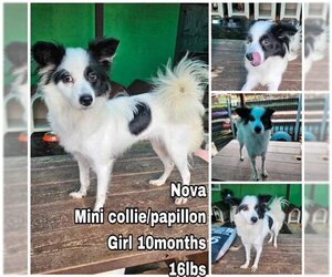 Collie-Papillon Mix Dogs for adoption in Seattle, WA, USA